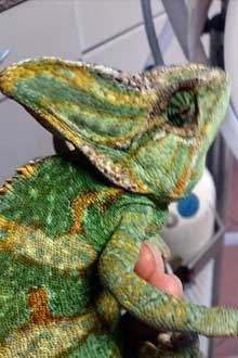 Chamaeleon