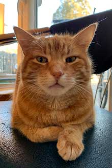 Praxiscat Anton